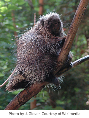 porcupine.jpg